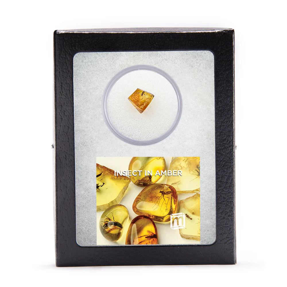 Insect in Amber - Baltic Amber - Image 7