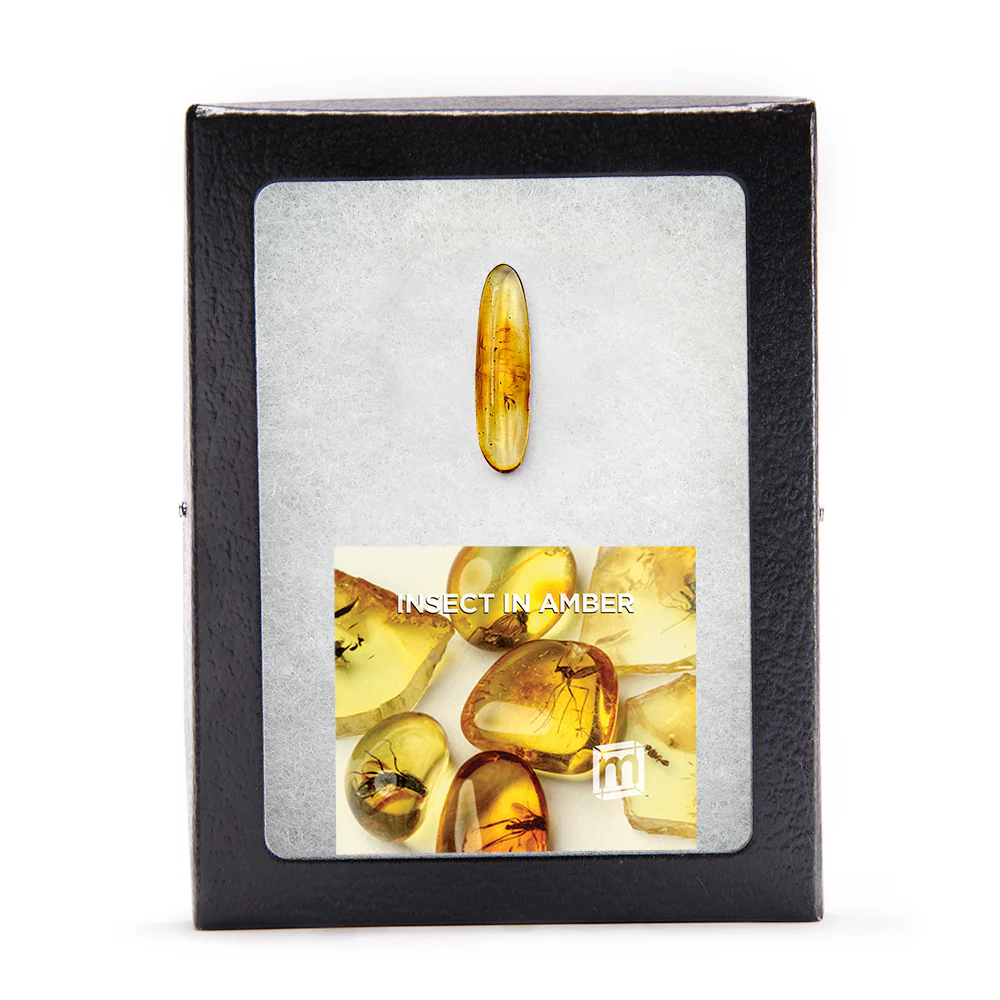 Insect in Amber - Baltic Amber - Image 8