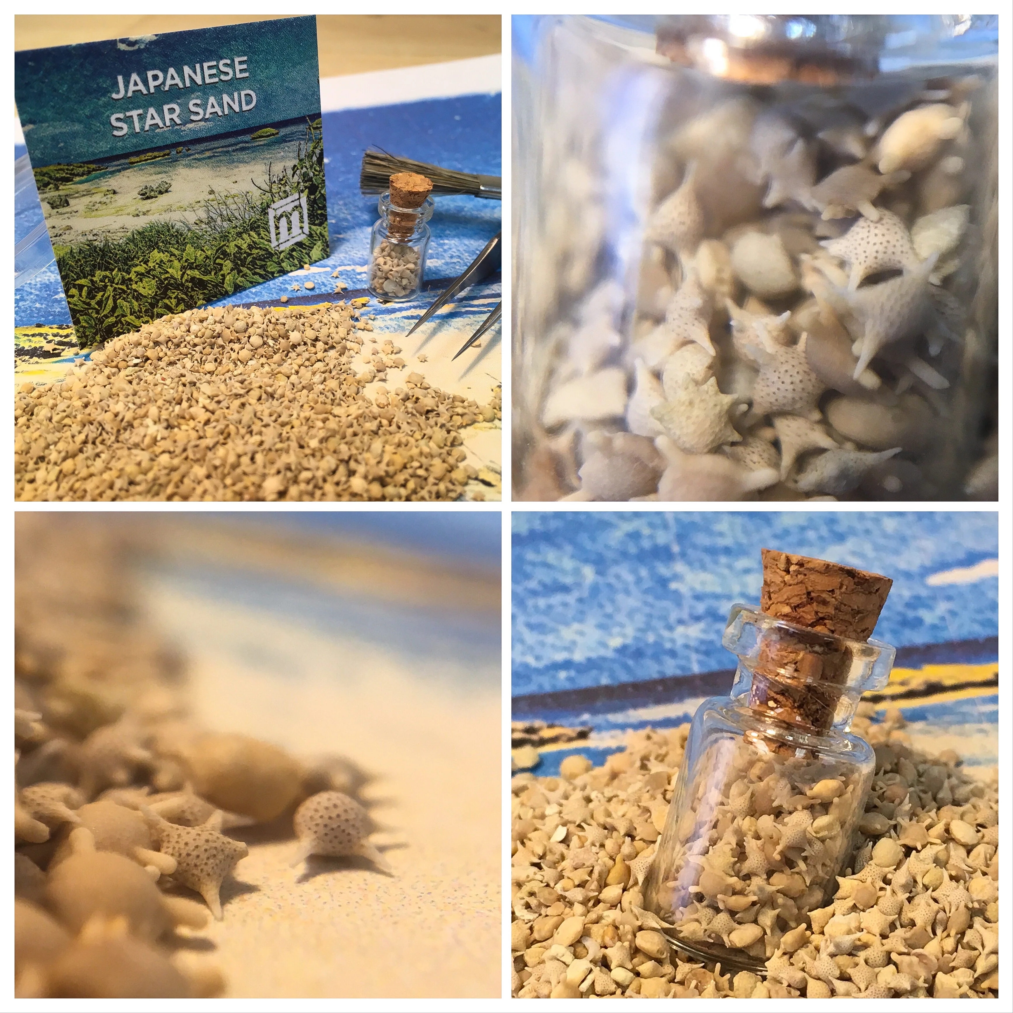 Japanese Star Sand - Image 3