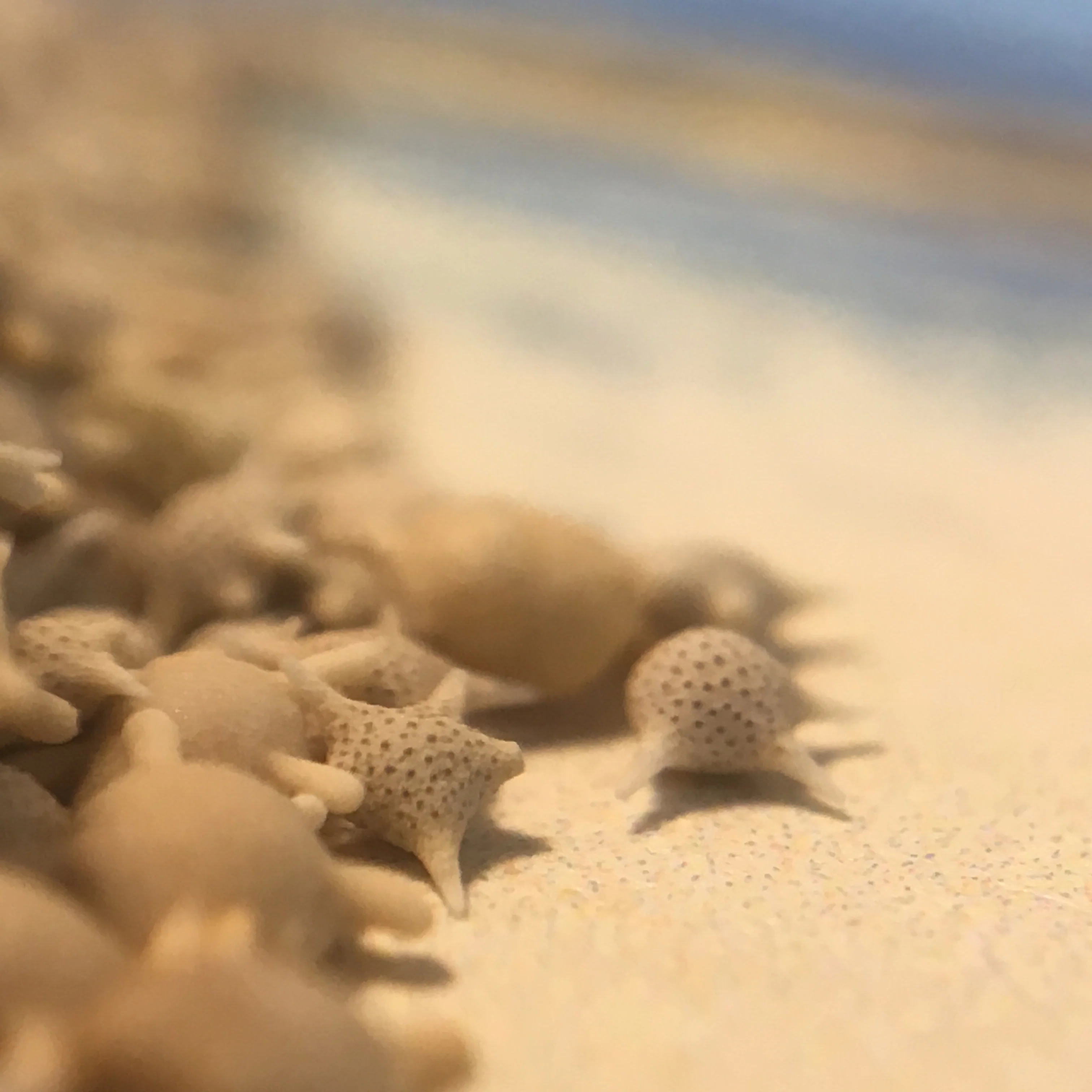 Japanese Star Sand - Image 5