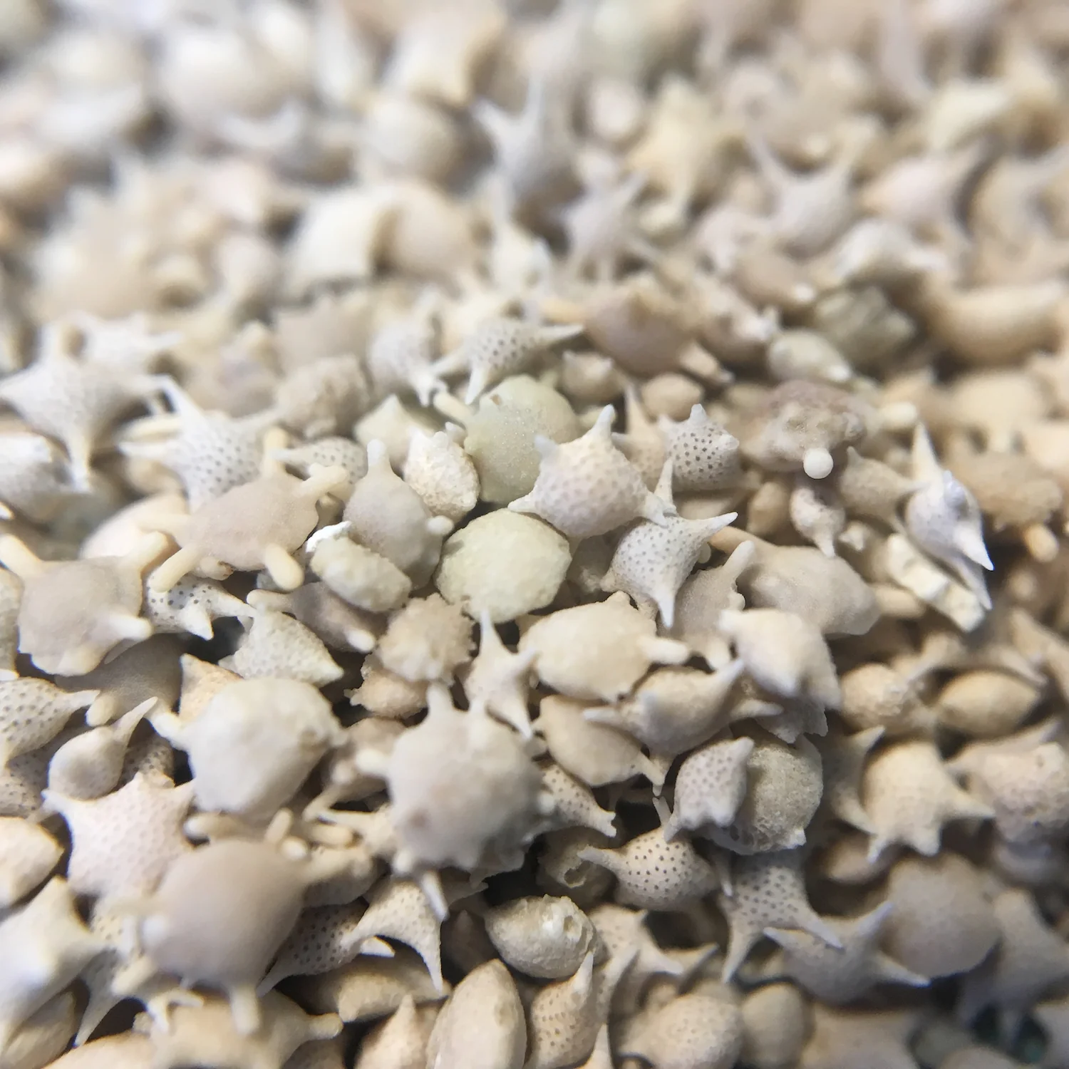 Japanese Star Sand - Image 6