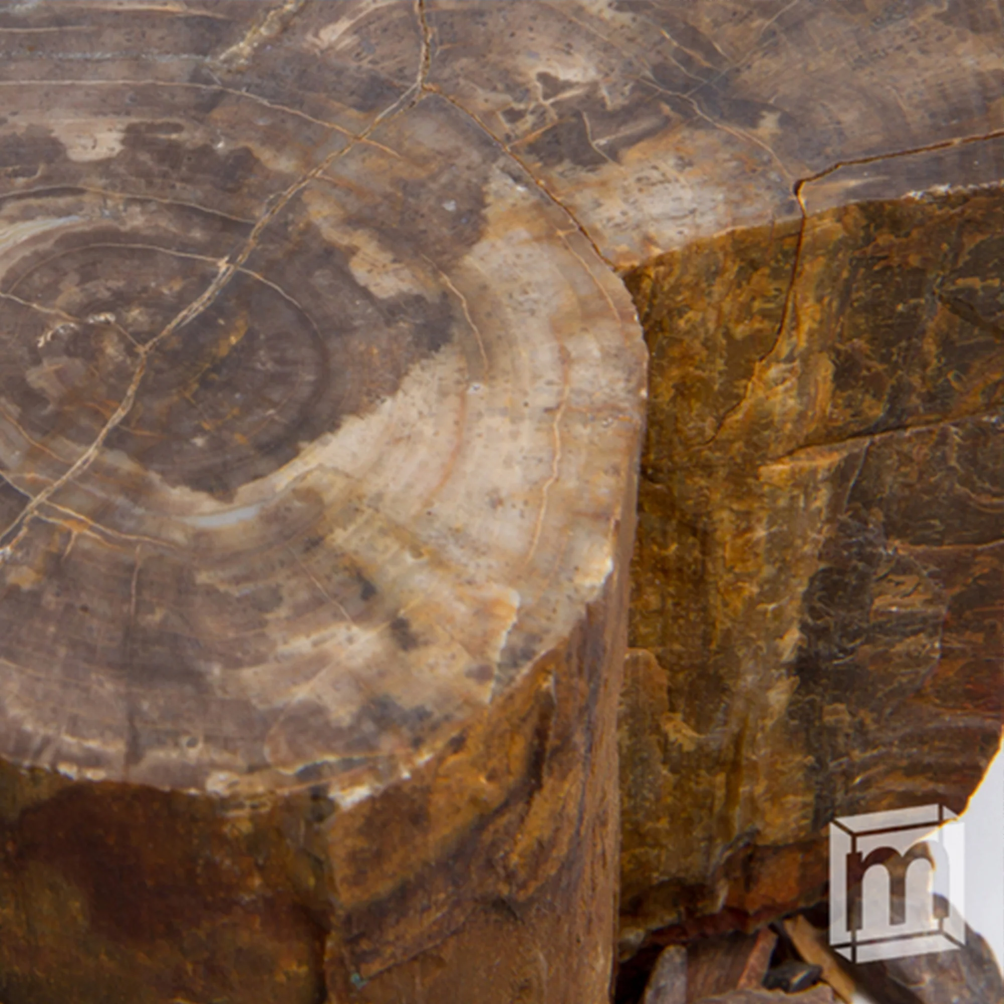 Jurassic Tree - Araucaria Fossil - Image 3