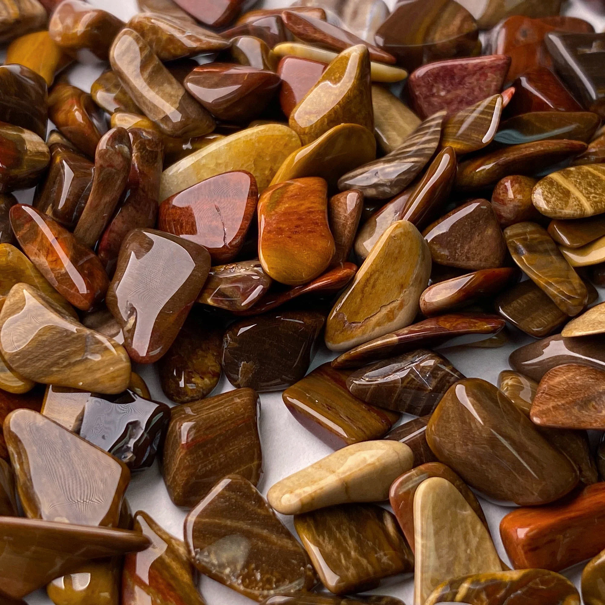 Jurassic Tree - Araucaria Fossil - Image 4