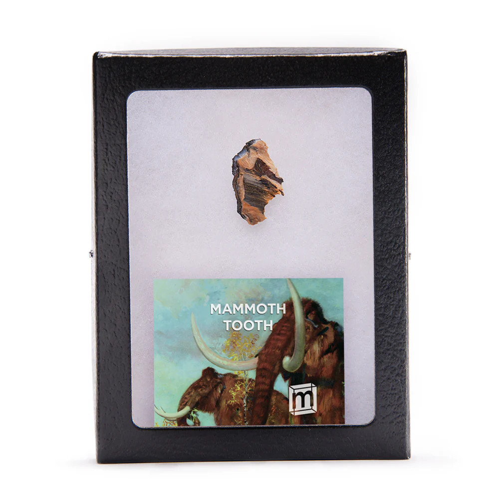 Woolly Mammoth Tooth - Riker Box Specimens - Image 3