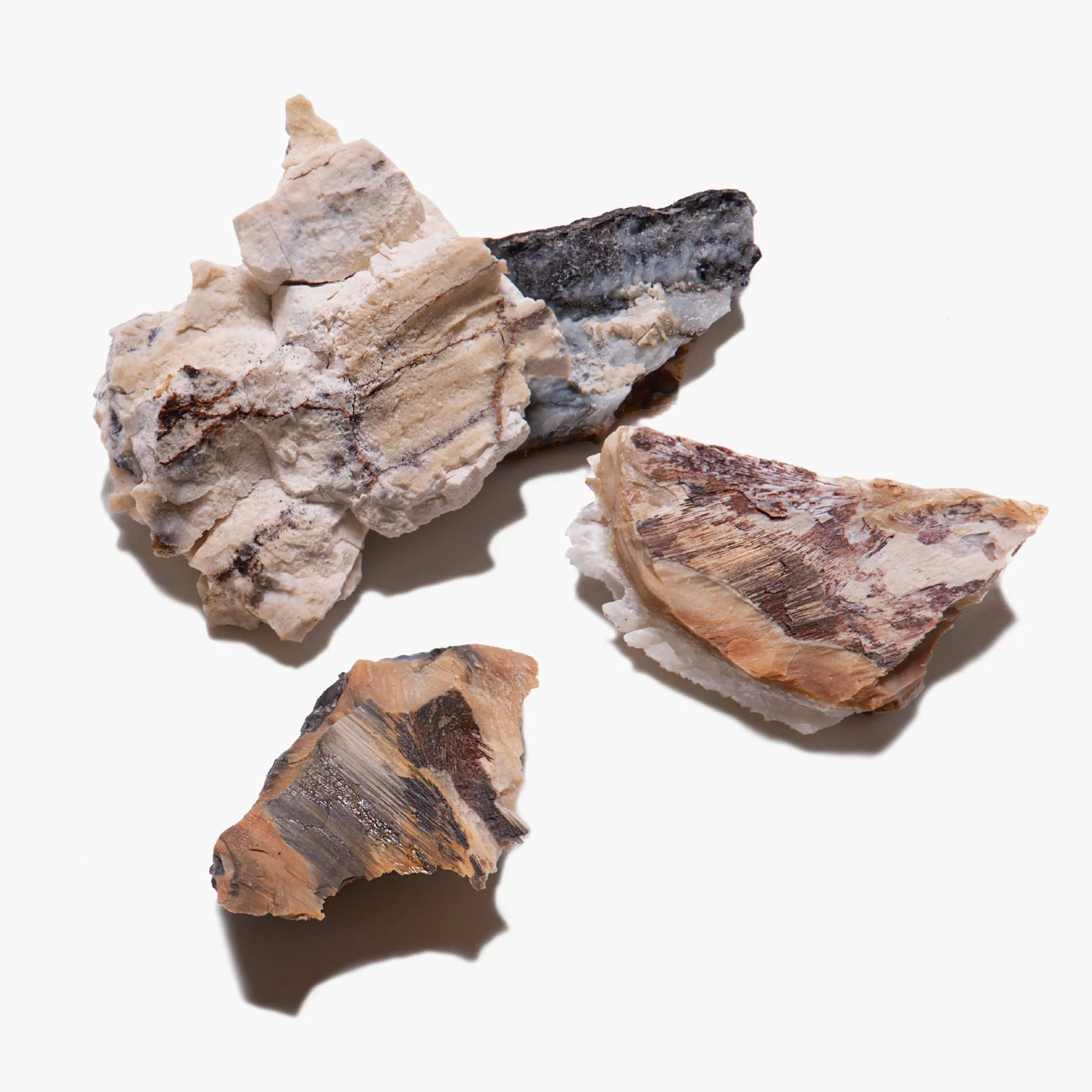 Woolly Mammoth Tooth - Riker Box Specimens - Image 5