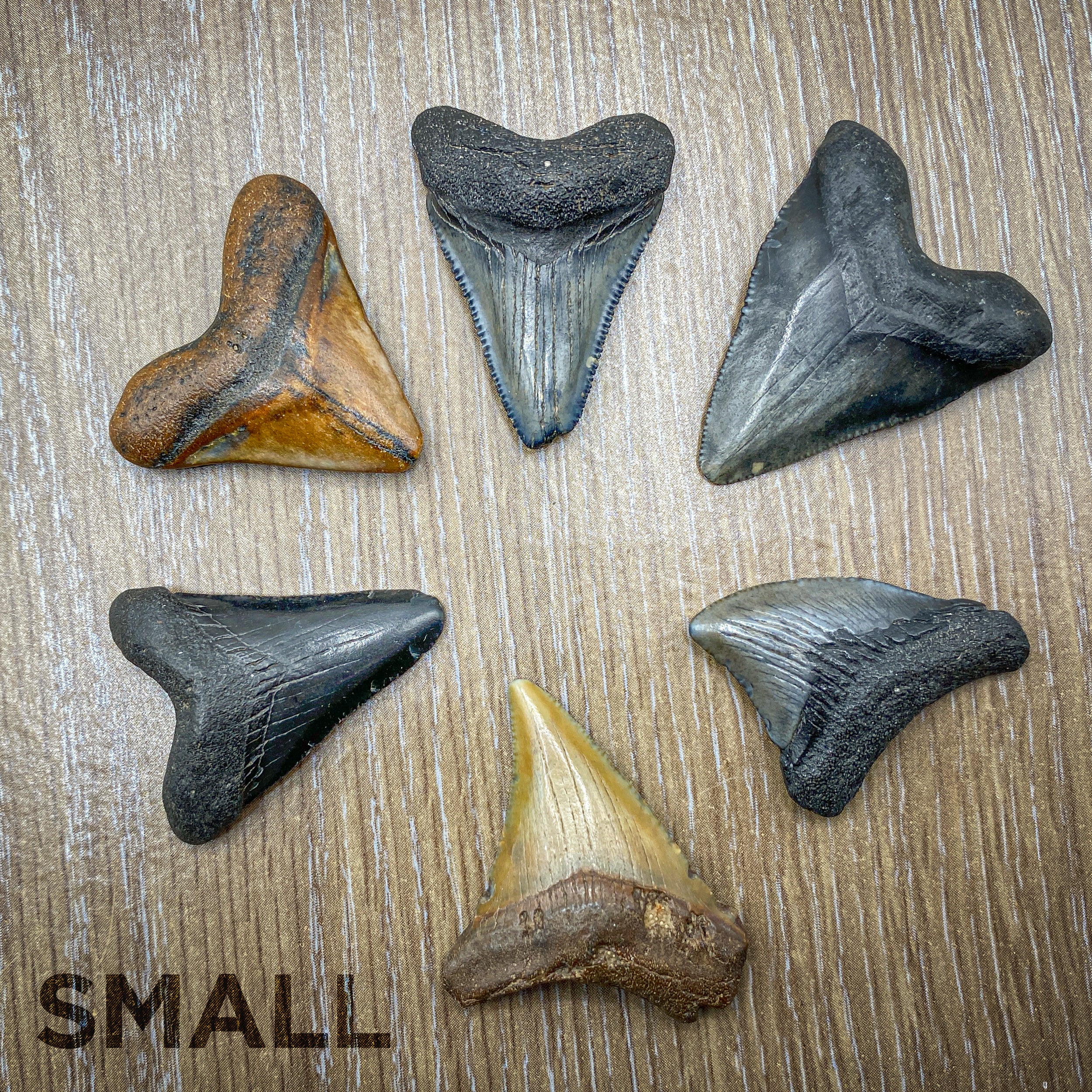 Megalodon Tooth (Boxed Sizes) Natural - Image 10