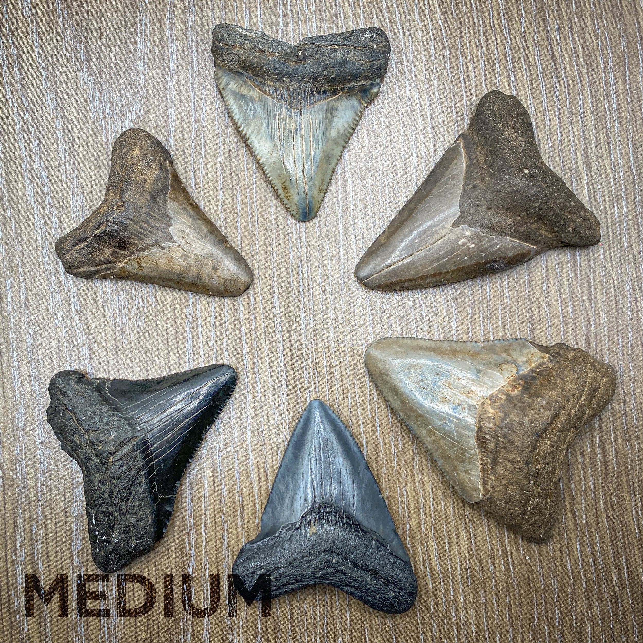 Megalodon Tooth (Boxed Sizes) Natural - Image 11