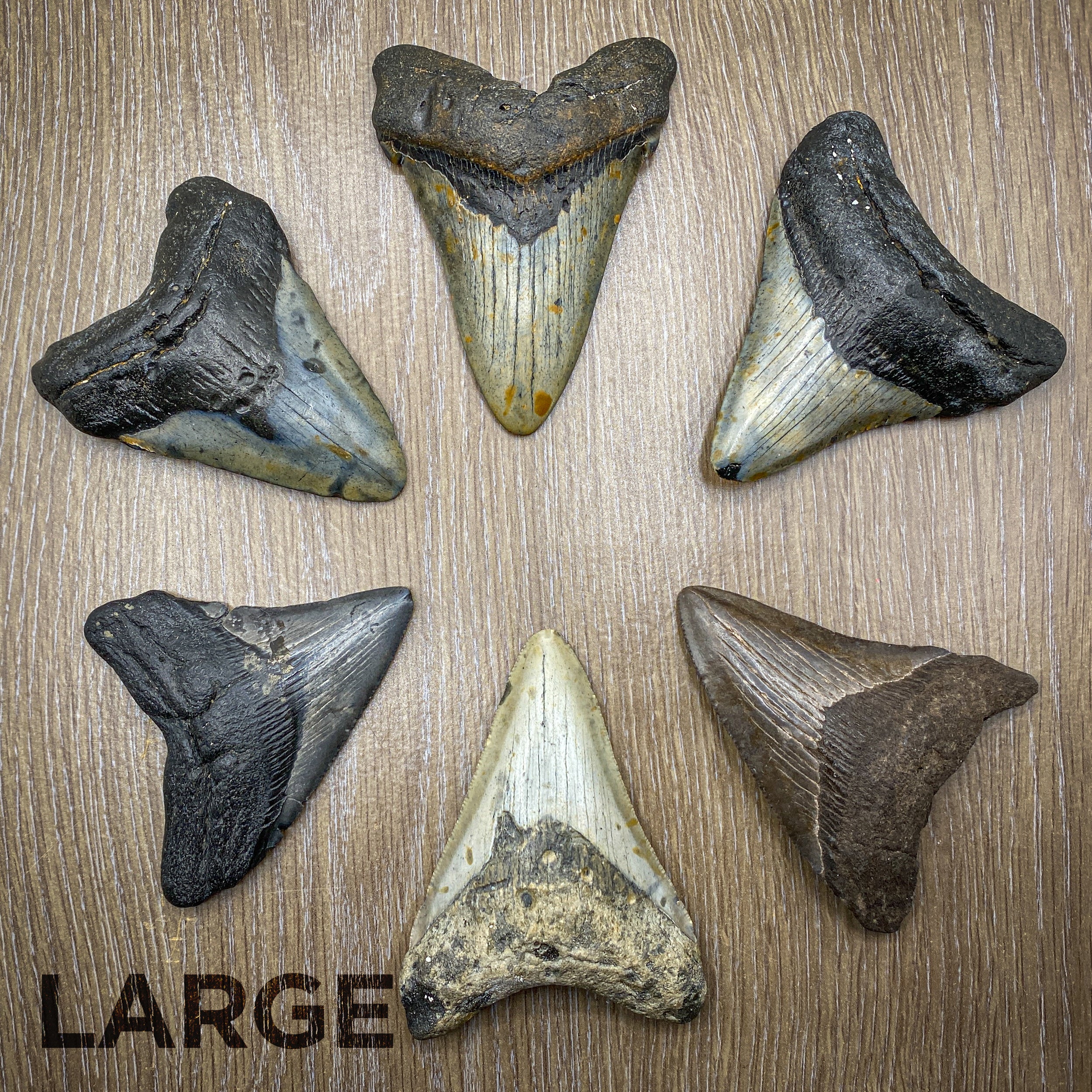 Megalodon Tooth (Boxed Sizes) Natural - Image 12