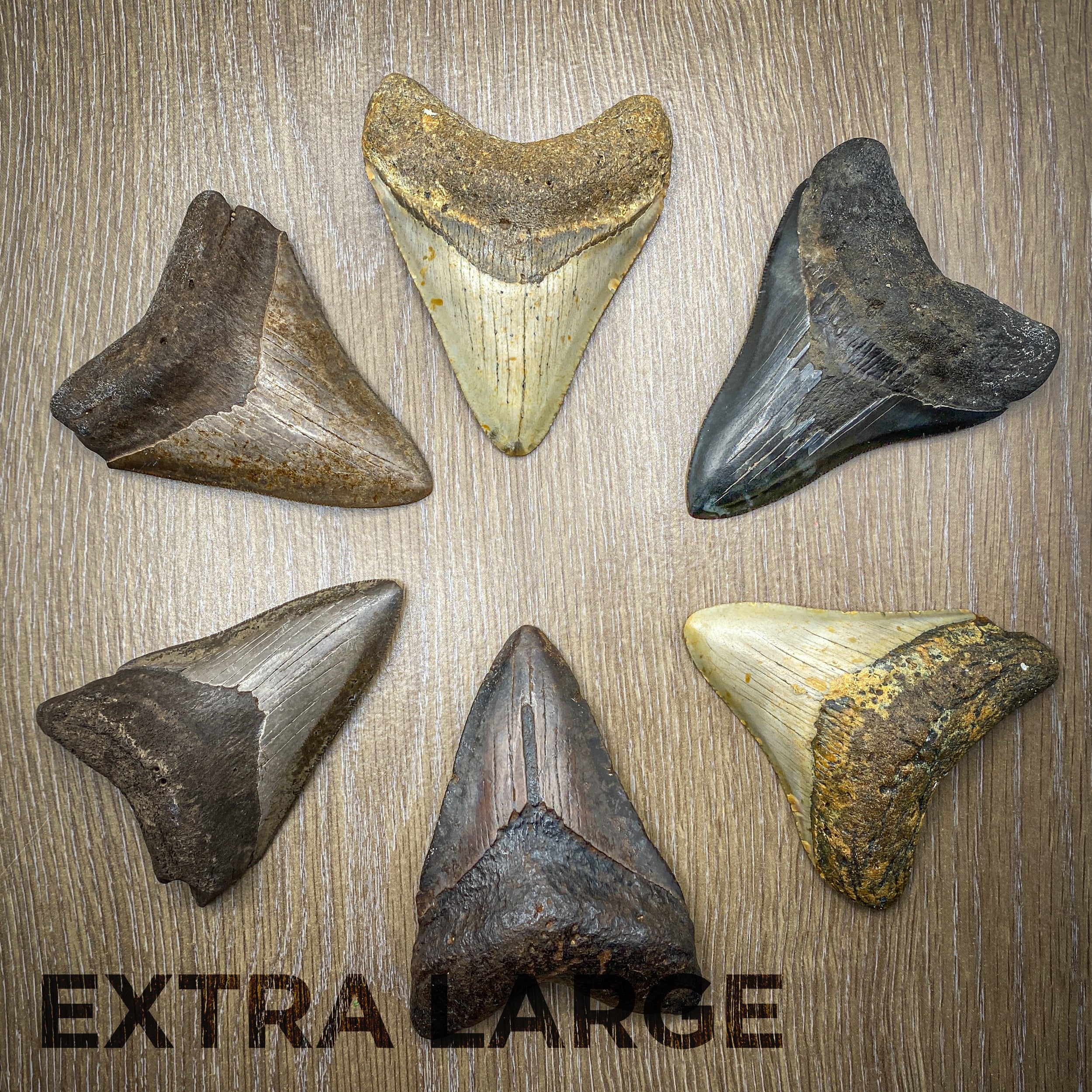 Megalodon Tooth (Boxed Sizes) Natural - Image 13