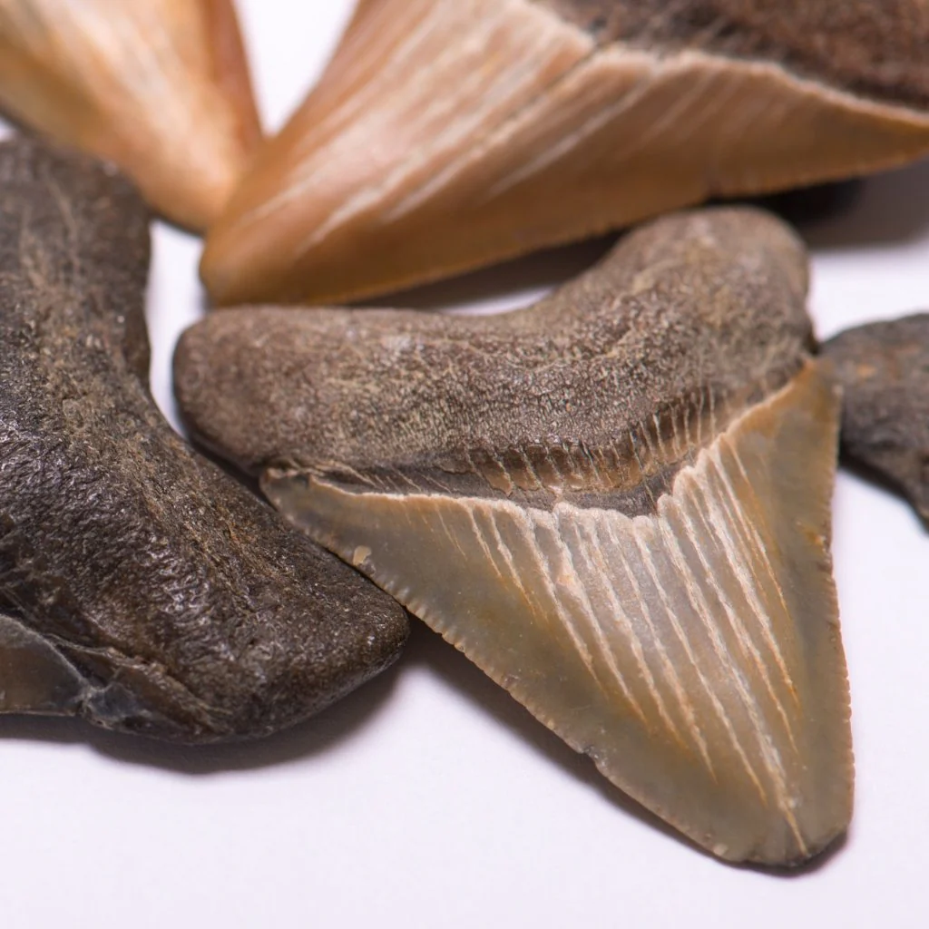 Megalodon Tooth (Boxed Sizes) Natural - Image 14
