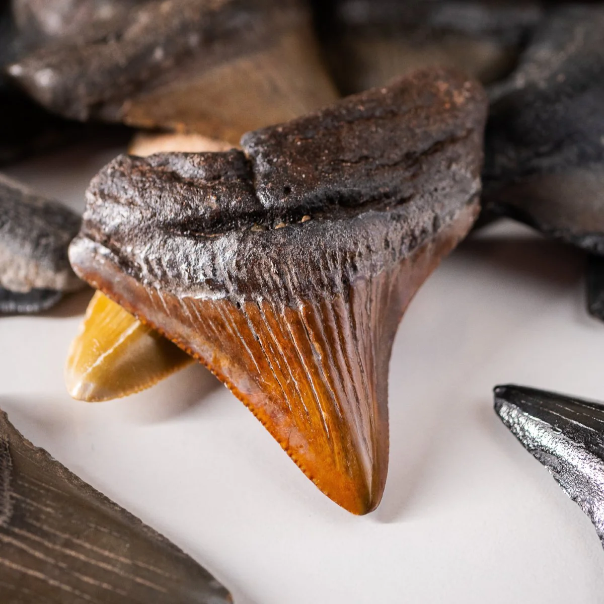 Megalodon Tooth (Boxed Sizes) Natural - Image 15