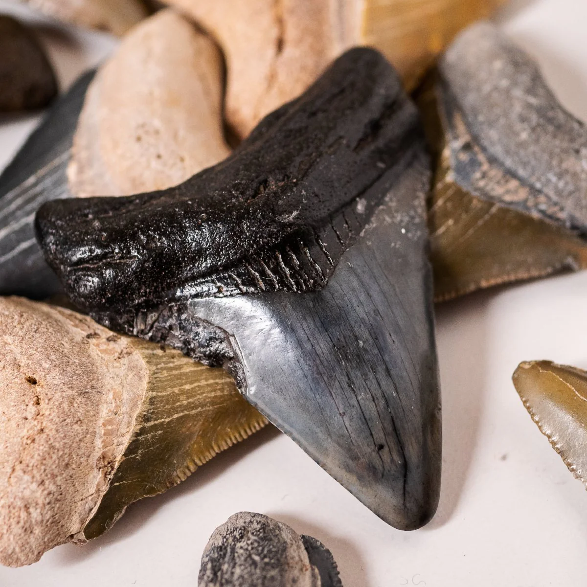 Megalodon Tooth (Boxed Sizes) Natural - Image 16