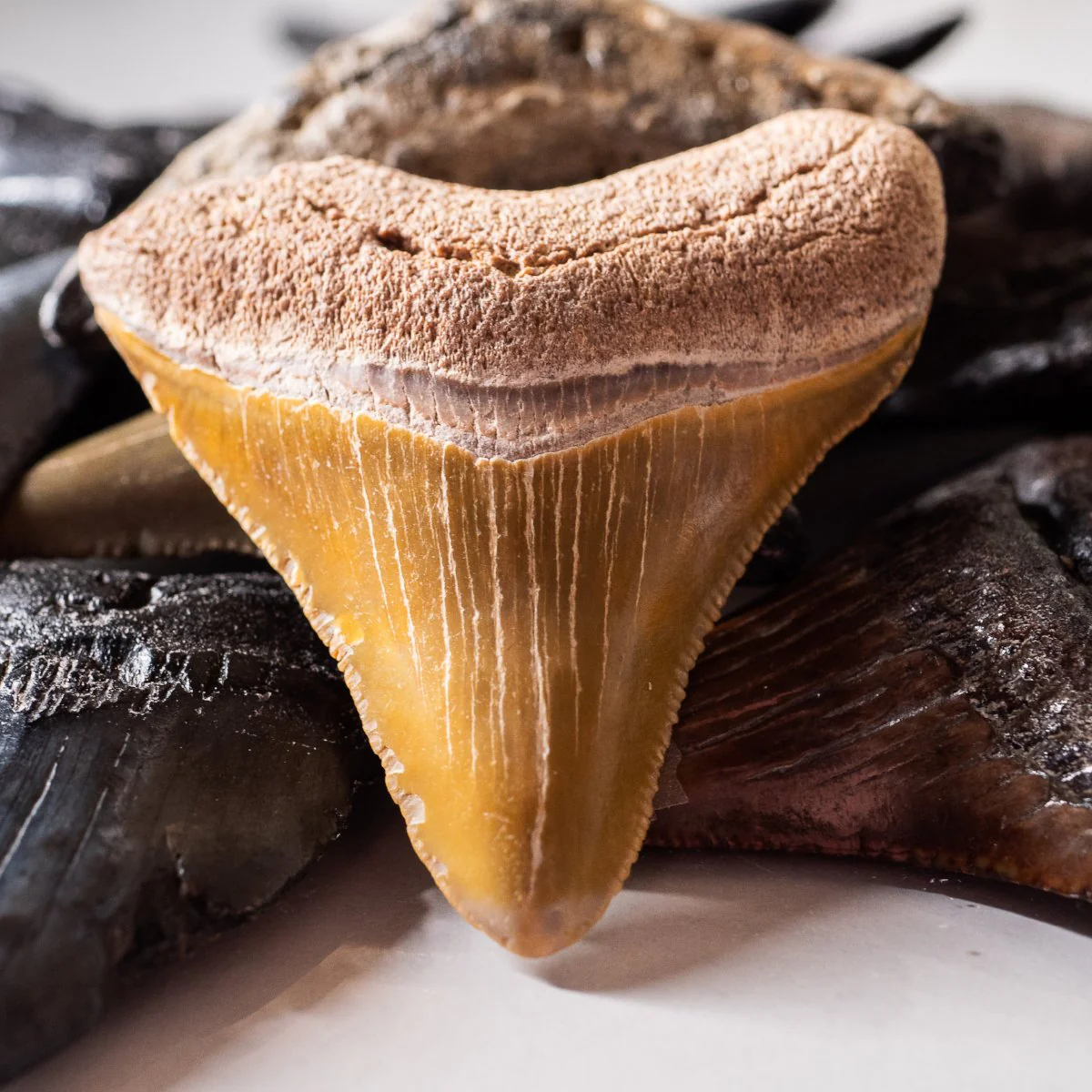 Megalodon Tooth (Boxed Sizes) Natural - Image 17