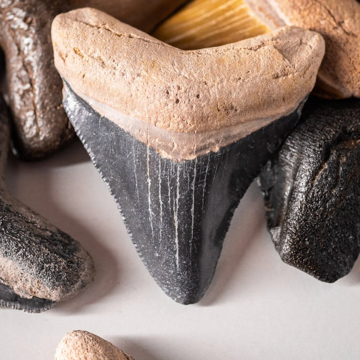 Megalodon Tooth (Boxed Sizes) Natural - Image 18
