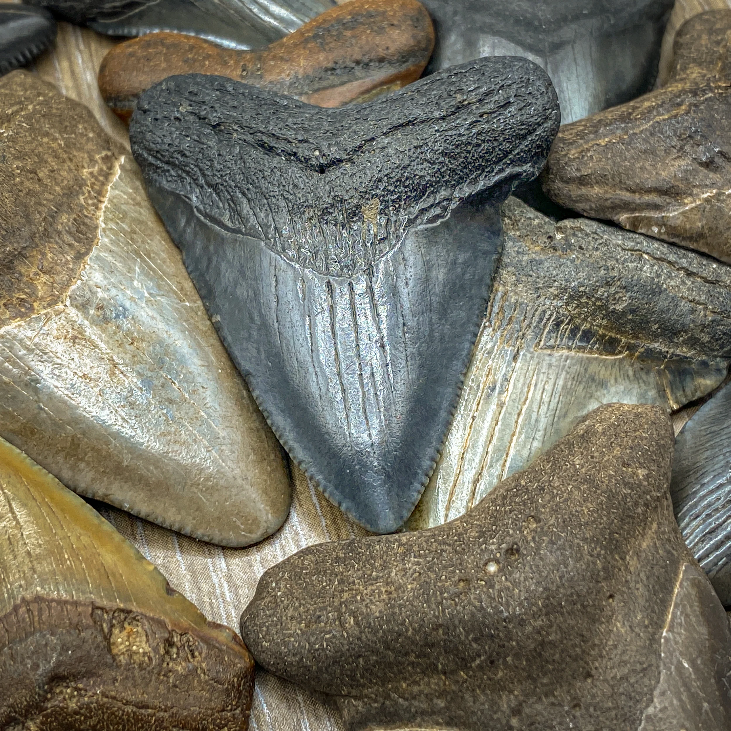 Megalodon Tooth (Boxed Sizes) Natural - Image 19
