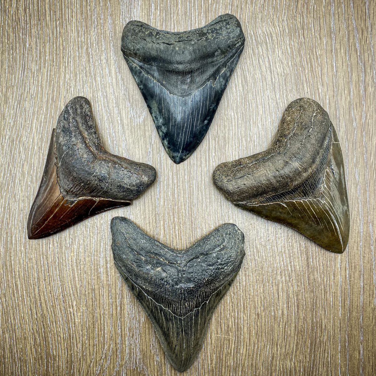 Megalodon Tooth (Boxed Sizes) Natural - Image 20