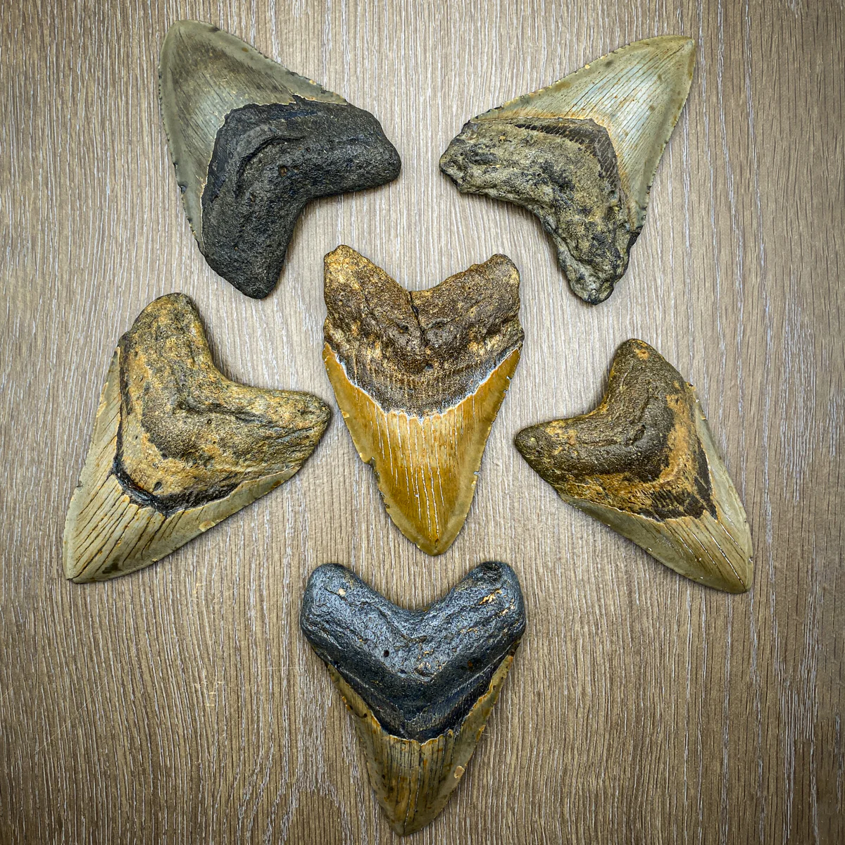 Megalodon Tooth (Boxed Sizes) Natural - Image 21