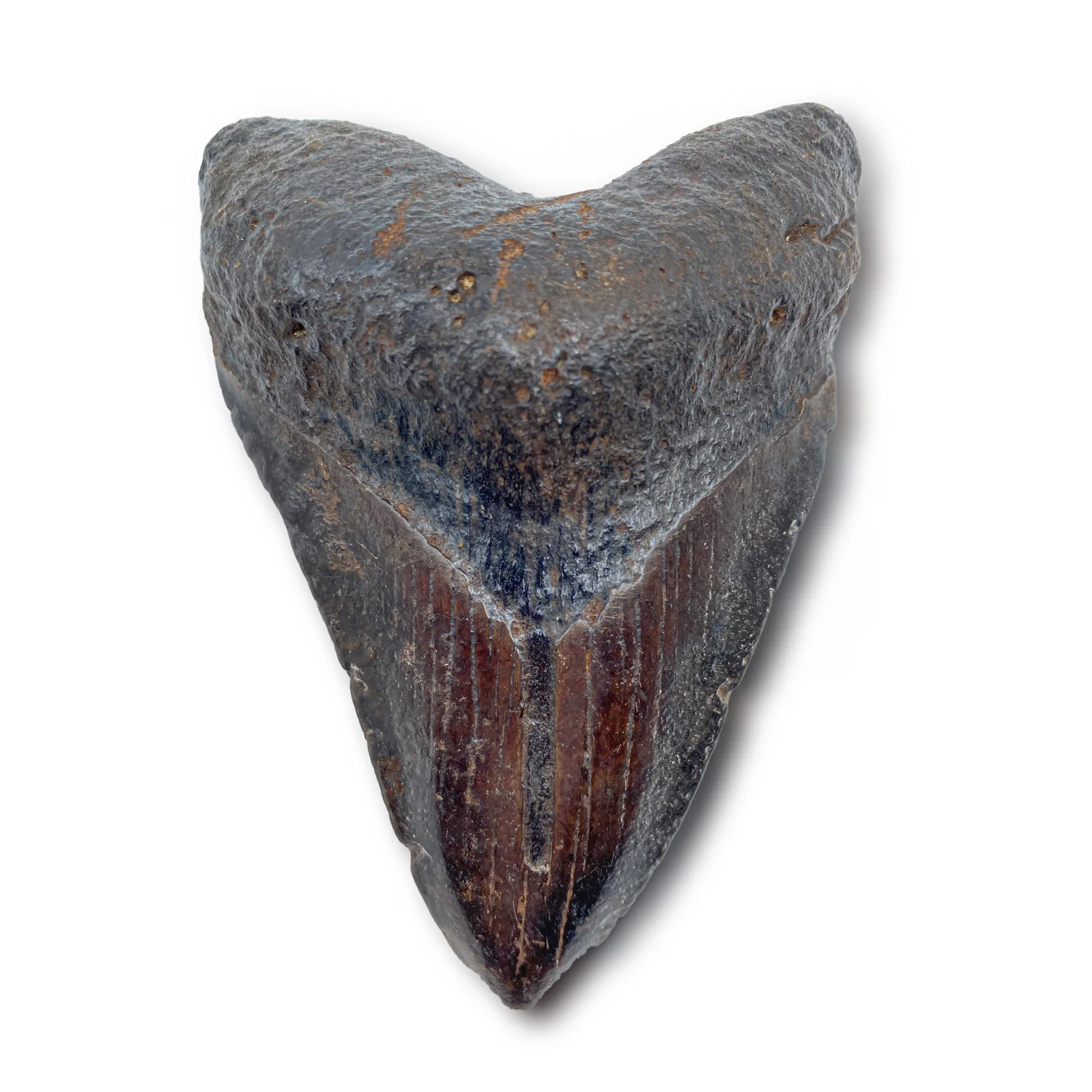 Megalodon Tooth (Boxed Sizes) Natural - Image 4