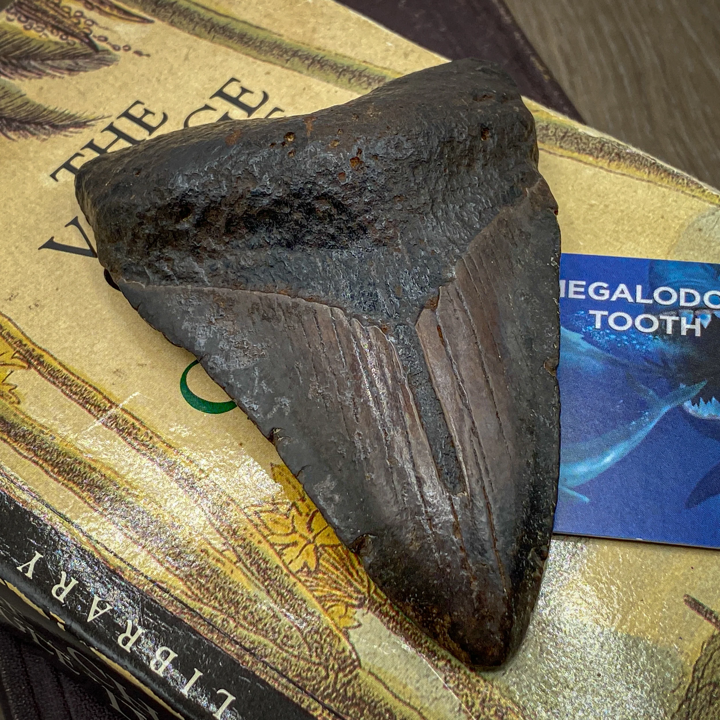 Megalodon Tooth (Boxed Sizes) Natural - Image 5