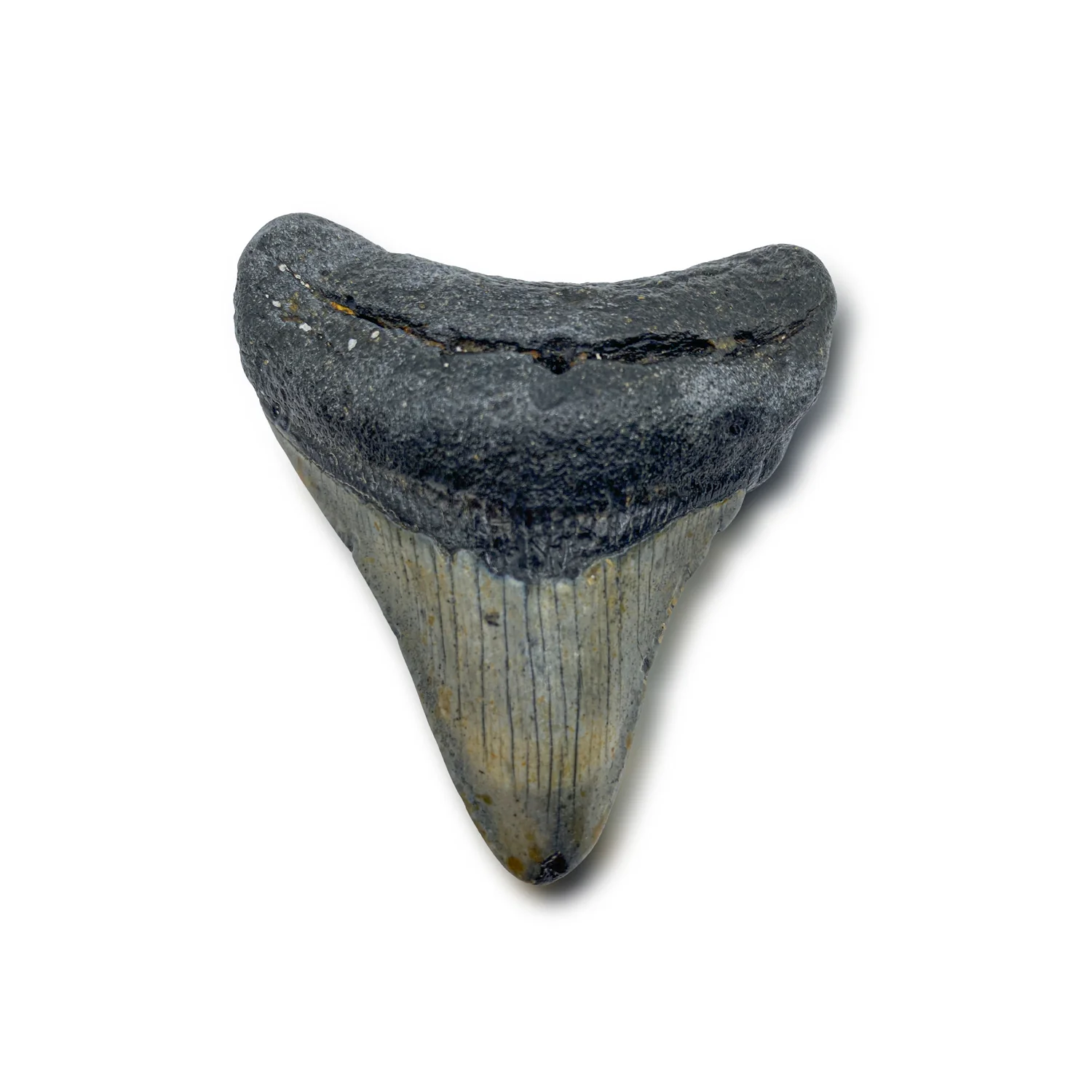 Megalodon Tooth (Boxed Sizes) Natural - Image 6