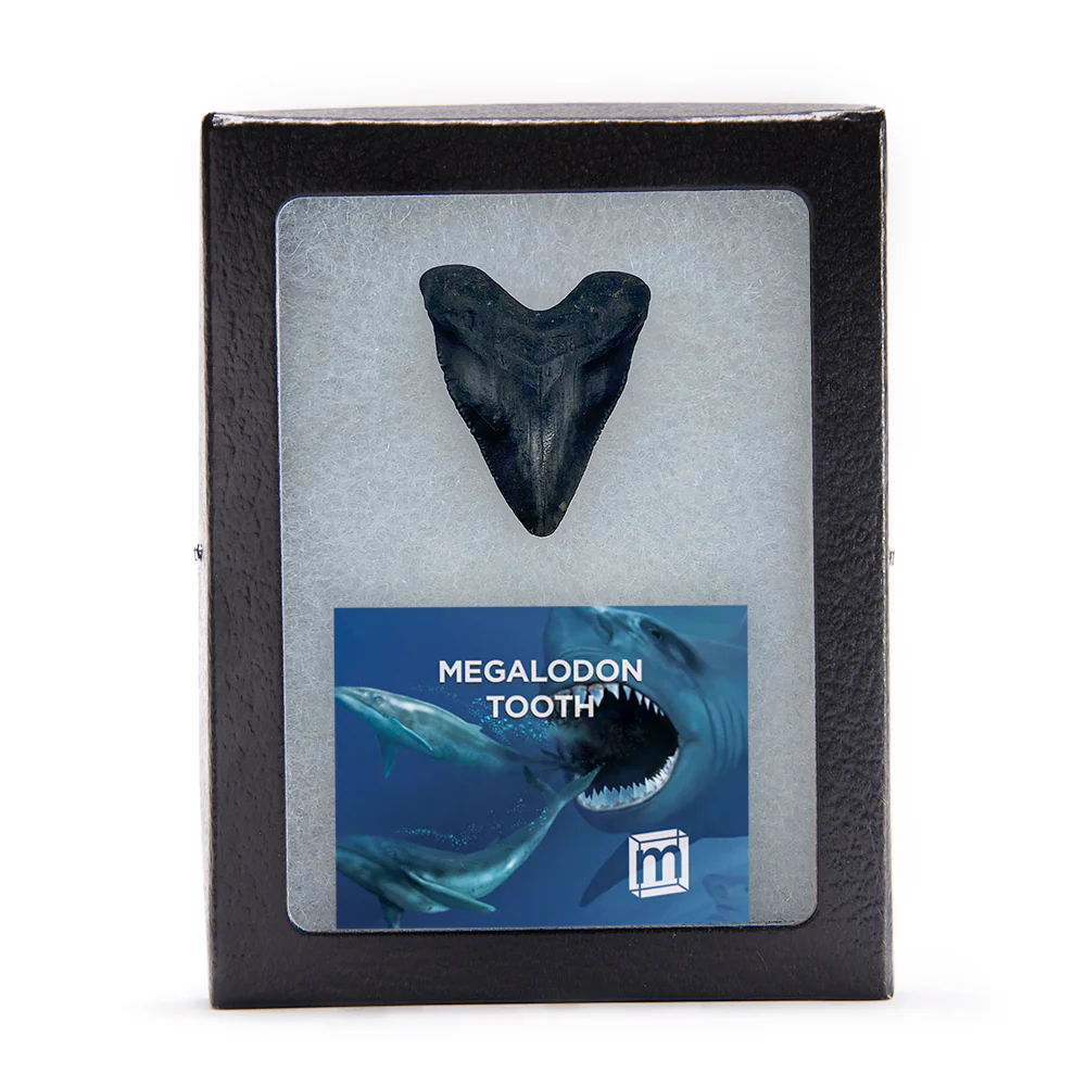 Megalodon Tooth (Boxed Sizes) Natural - Image 7