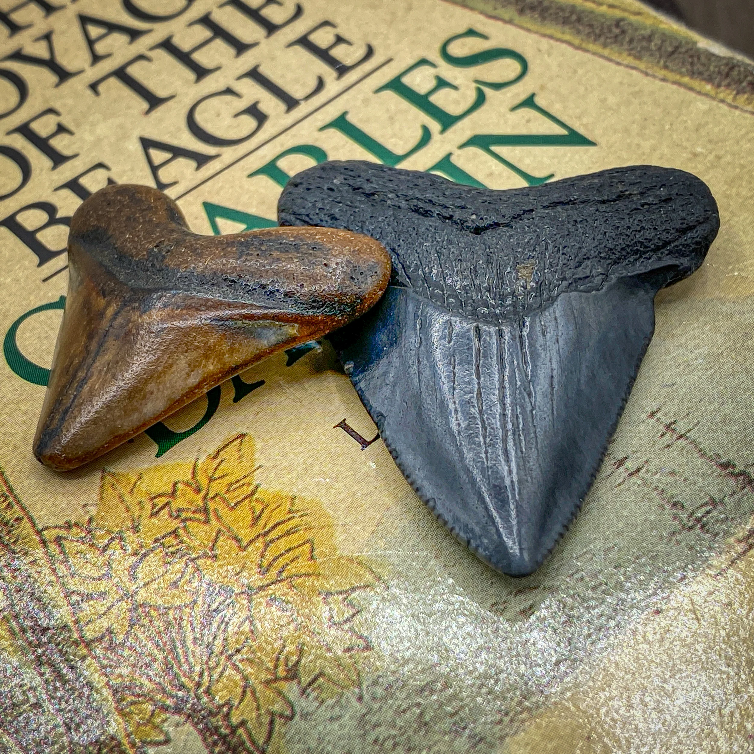 Megalodon Tooth (Boxed Sizes) Natural - Image 8