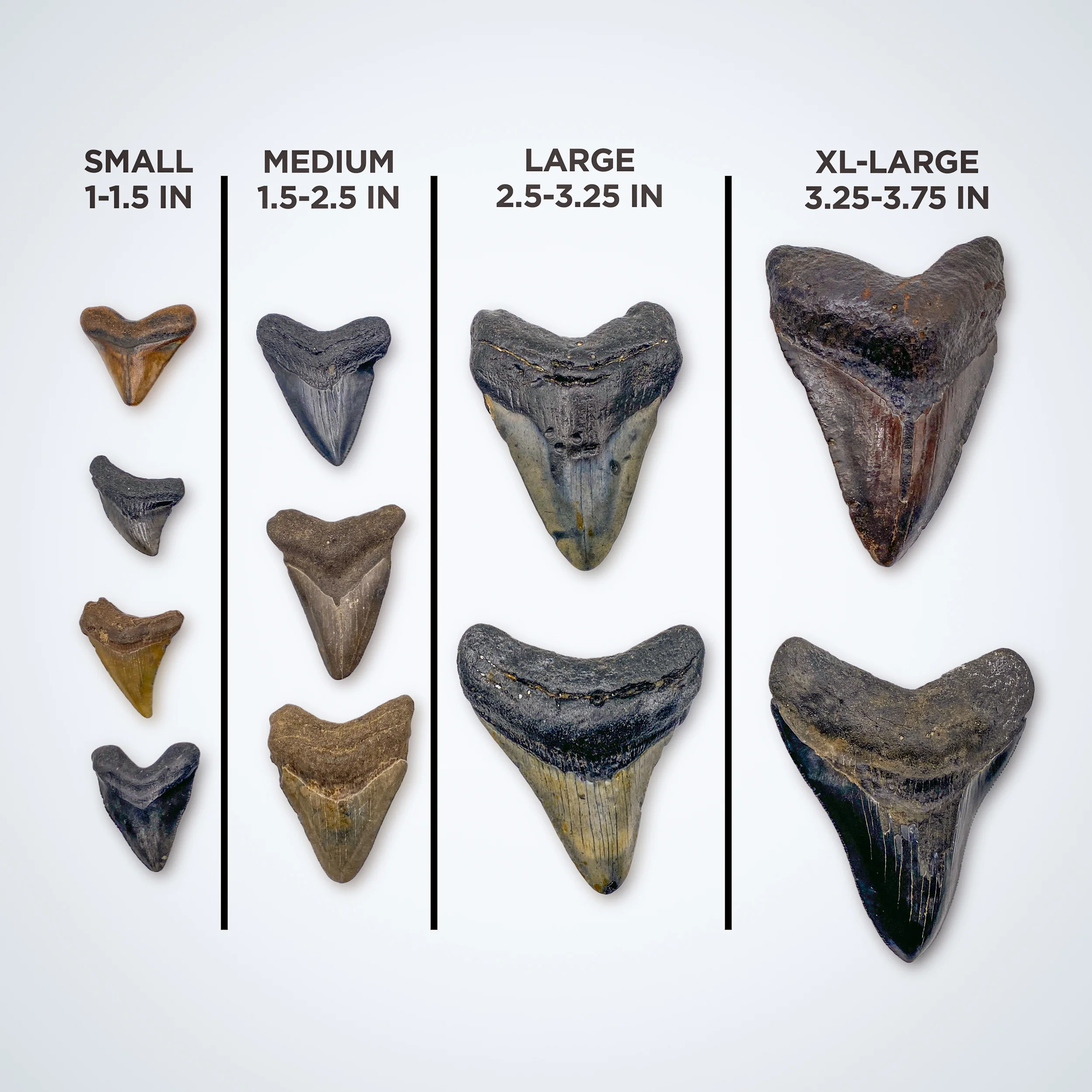 Megalodon Tooth (Boxed Sizes) Natural - Image 9