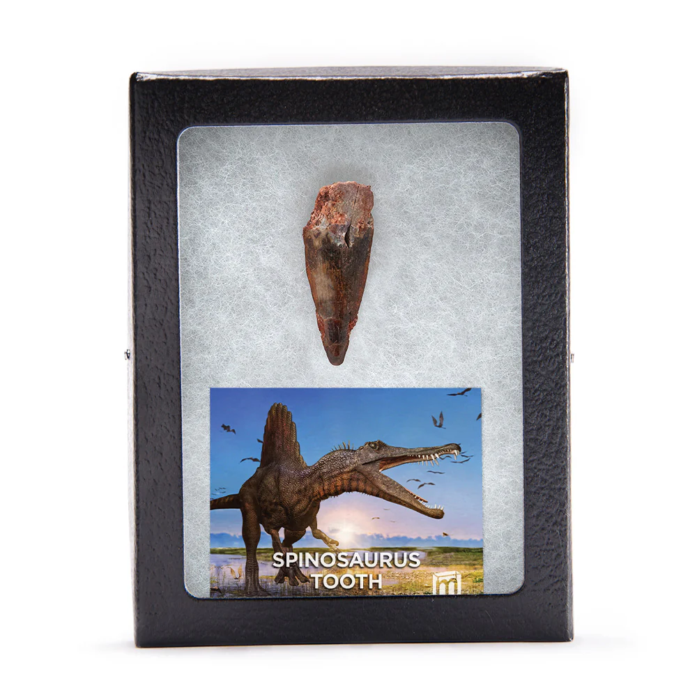 Spinosaurus Tooth - Classic Boxed Specimens - Image 3