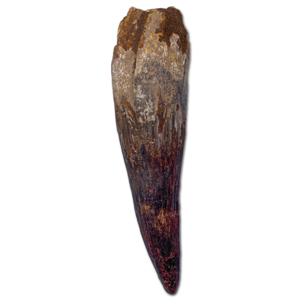 Spinosaurus Tooth - Classic Boxed Specimens - Image 4