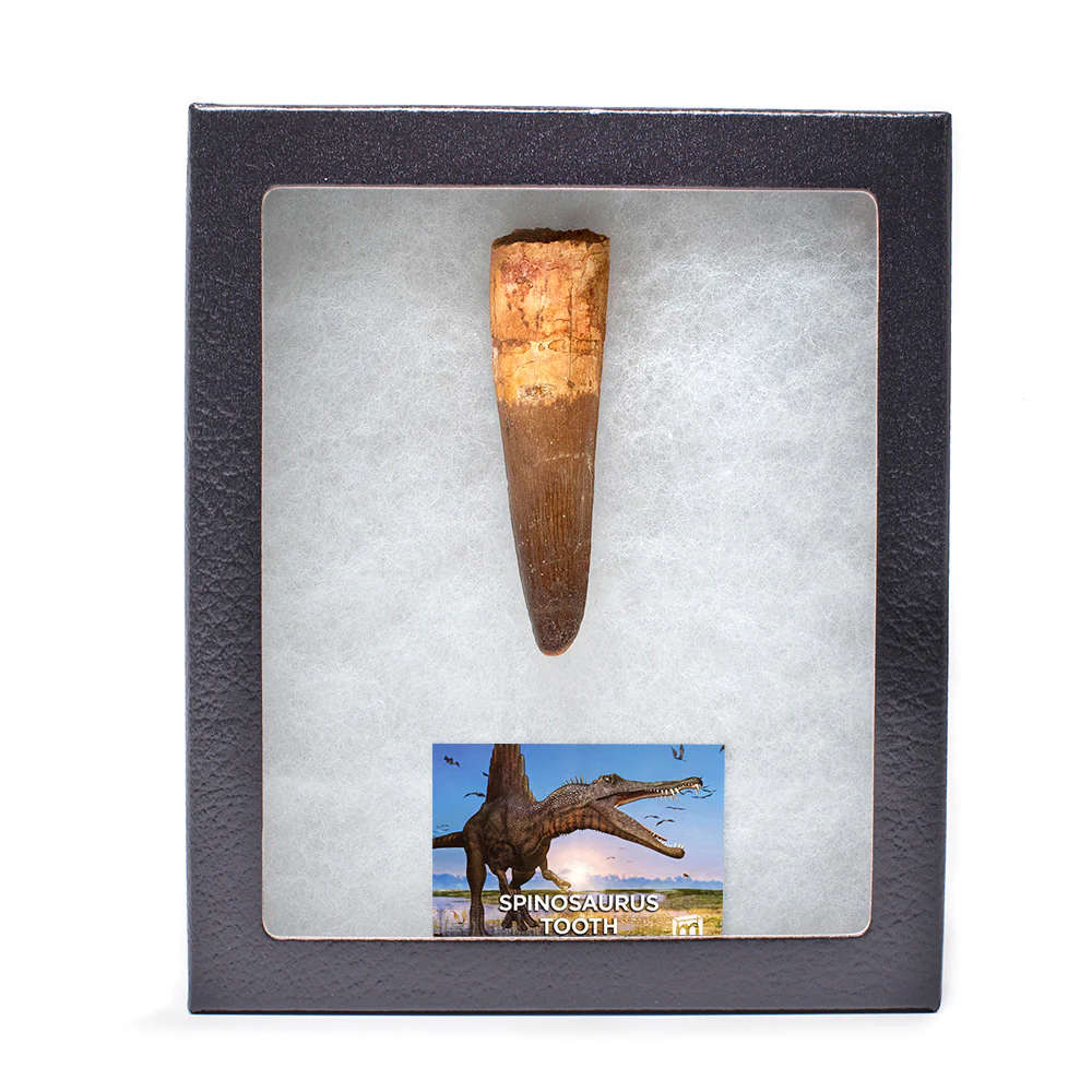 Spinosaurus Tooth - Classic Boxed Specimens - Image 5