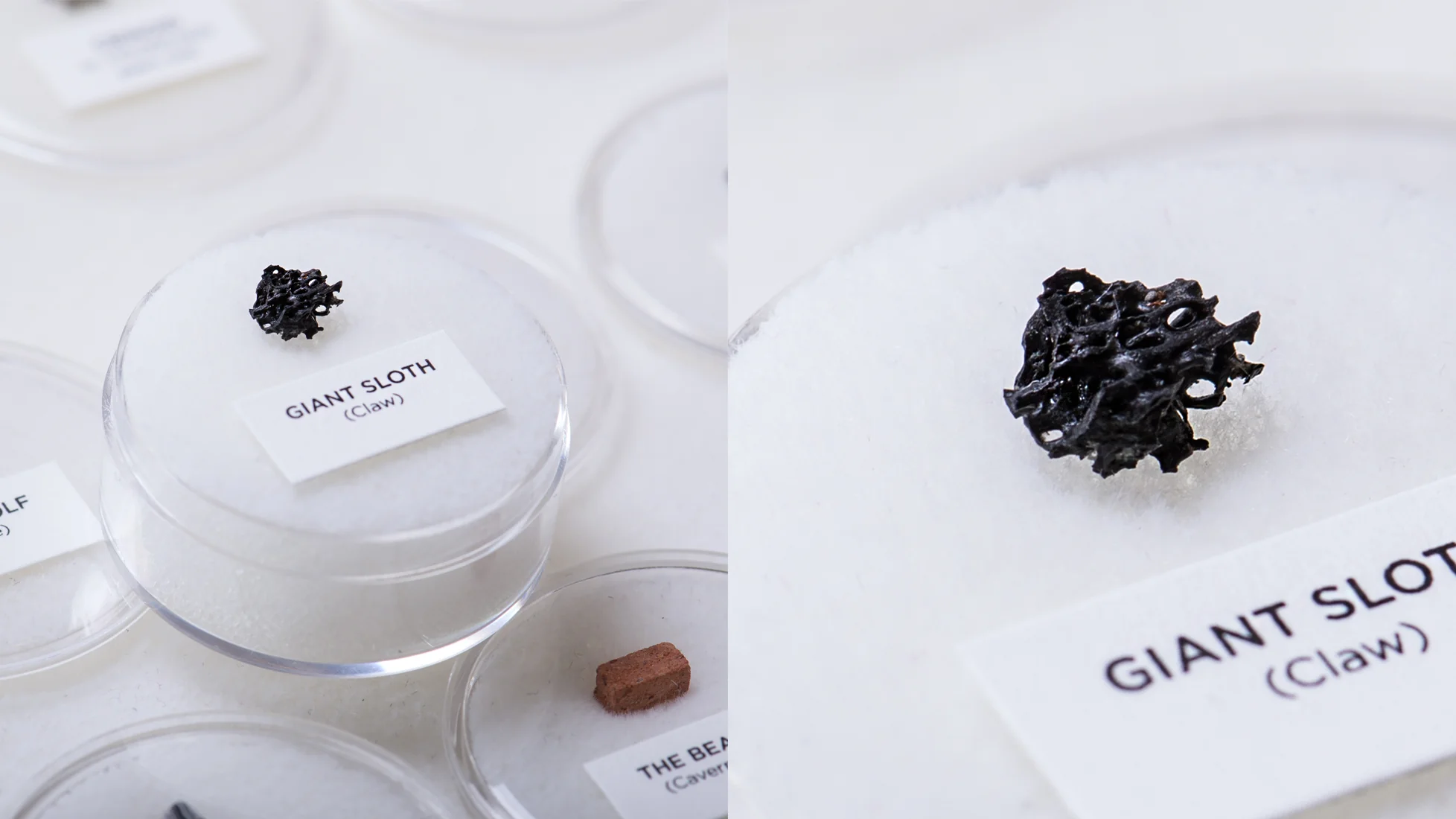 Mini Museum - Third Edition (TOUCH - 29 Specimens) - Image 3