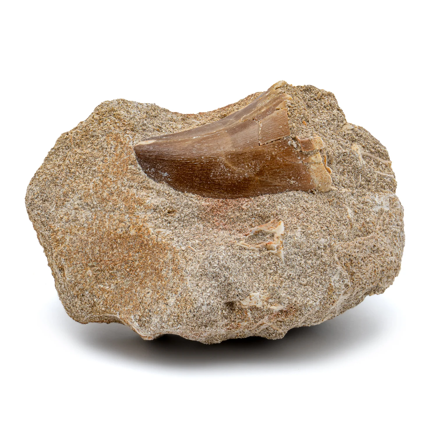 Mosasaur Tooth - 1.72" in Matrix - Image 3