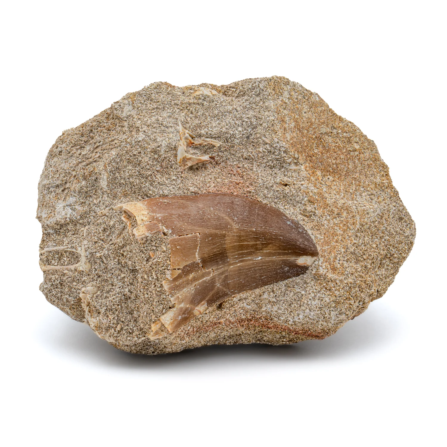 Mosasaur Tooth - 1.72" in Matrix - Image 4