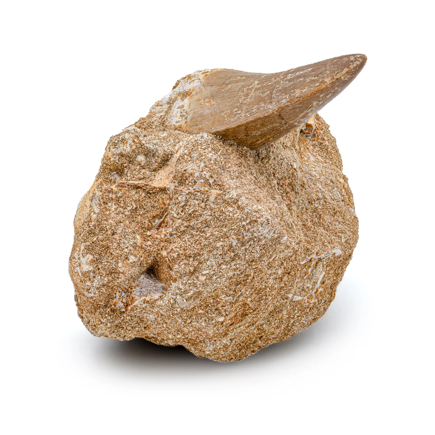 Mosasaur Tooth - 1.91" in Matrix - Image 3