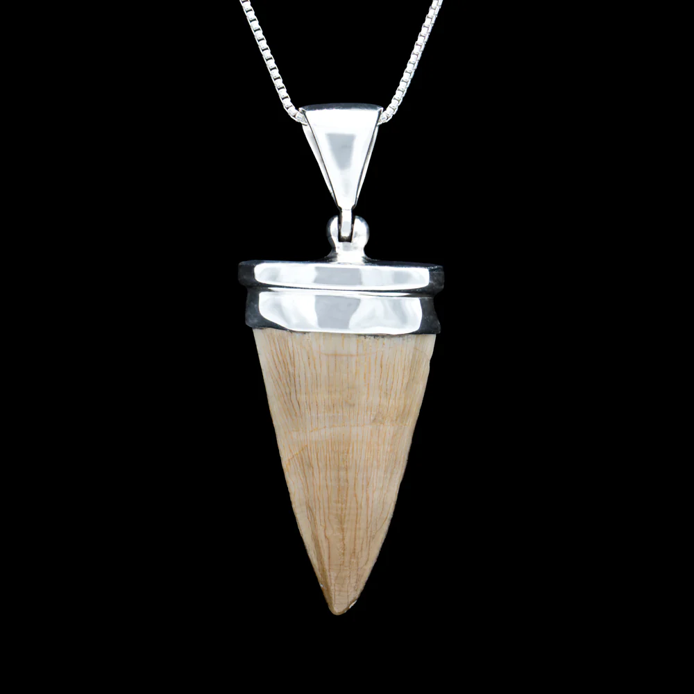 Mosasaur Tooth Jewelry - Image 9