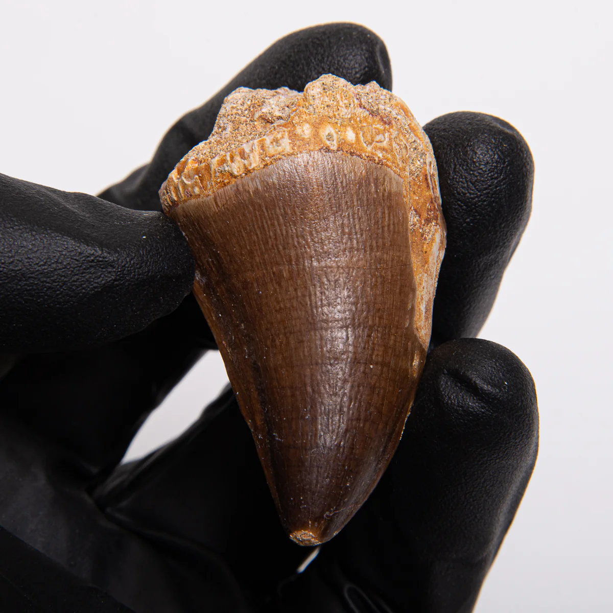 Mosasaur Teeth - Classic Boxed Specimens - Image 10