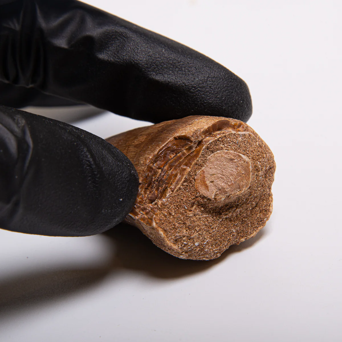 Mosasaur Teeth - Classic Boxed Specimens - Image 11