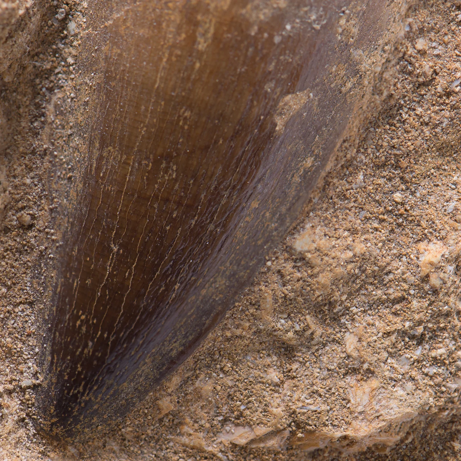 Mosasaur Teeth - Classic Boxed Specimens - Image 12