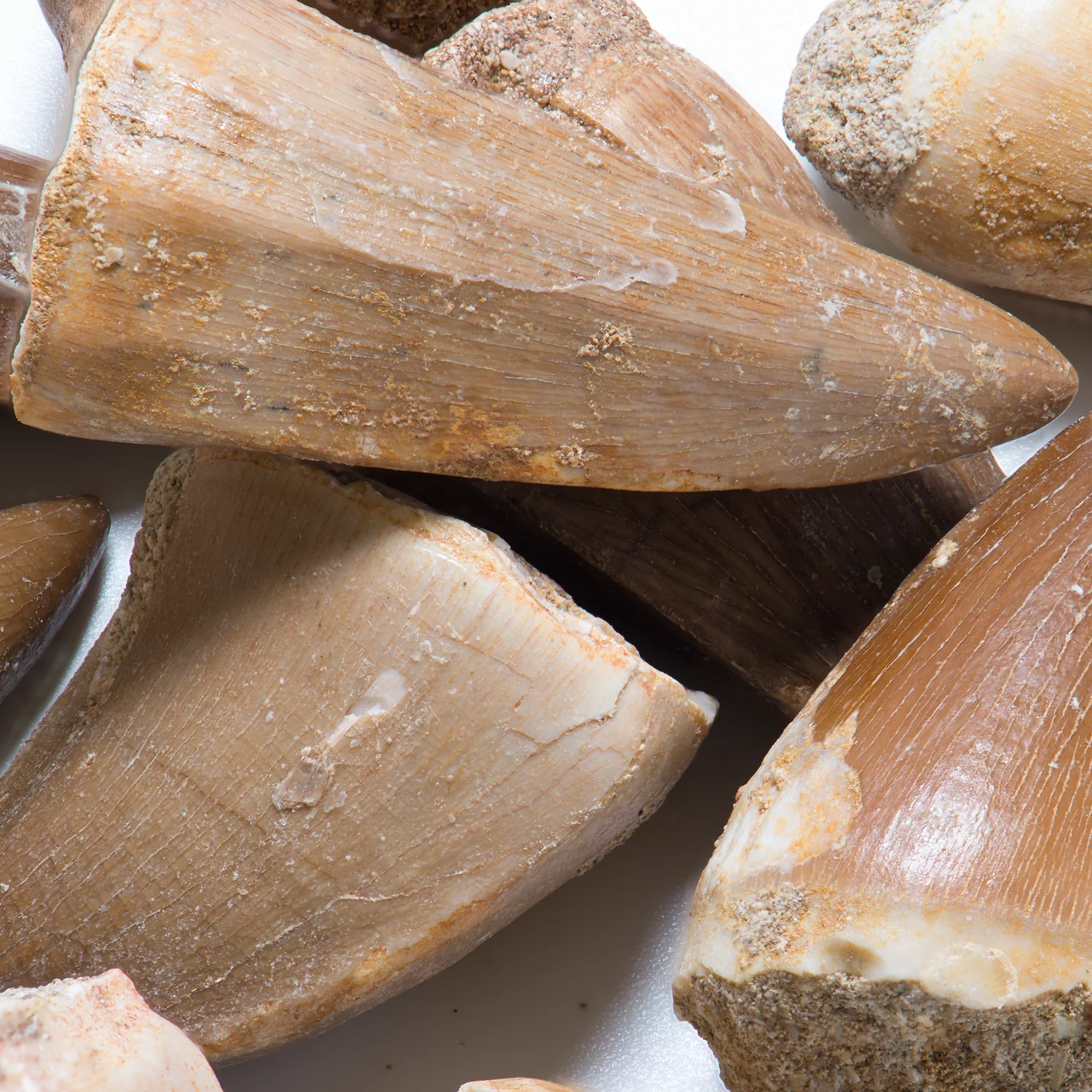 Mosasaur Teeth - Classic Boxed Specimens - Image 13