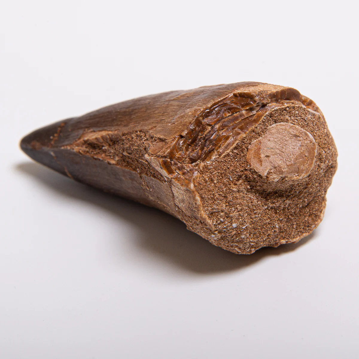 Mosasaur Teeth - Classic Boxed Specimens - Image 14