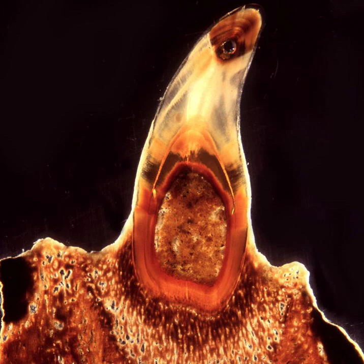 Mosasaur Teeth - Classic Boxed Specimens - Image 15