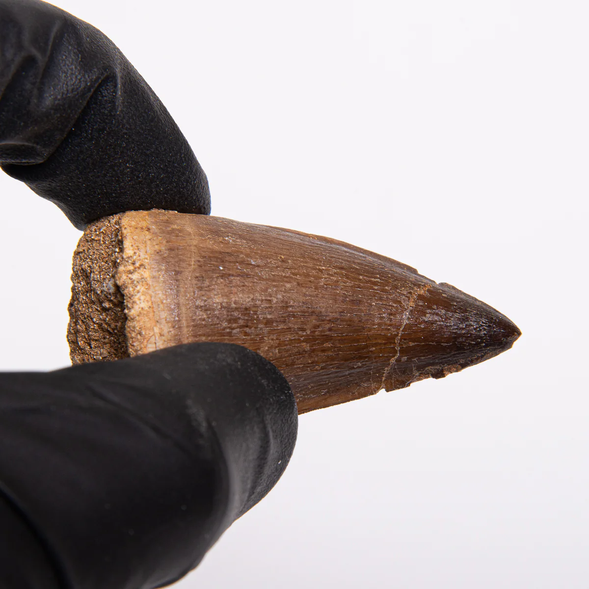 Mosasaur Teeth - Classic Boxed Specimens - Image 3