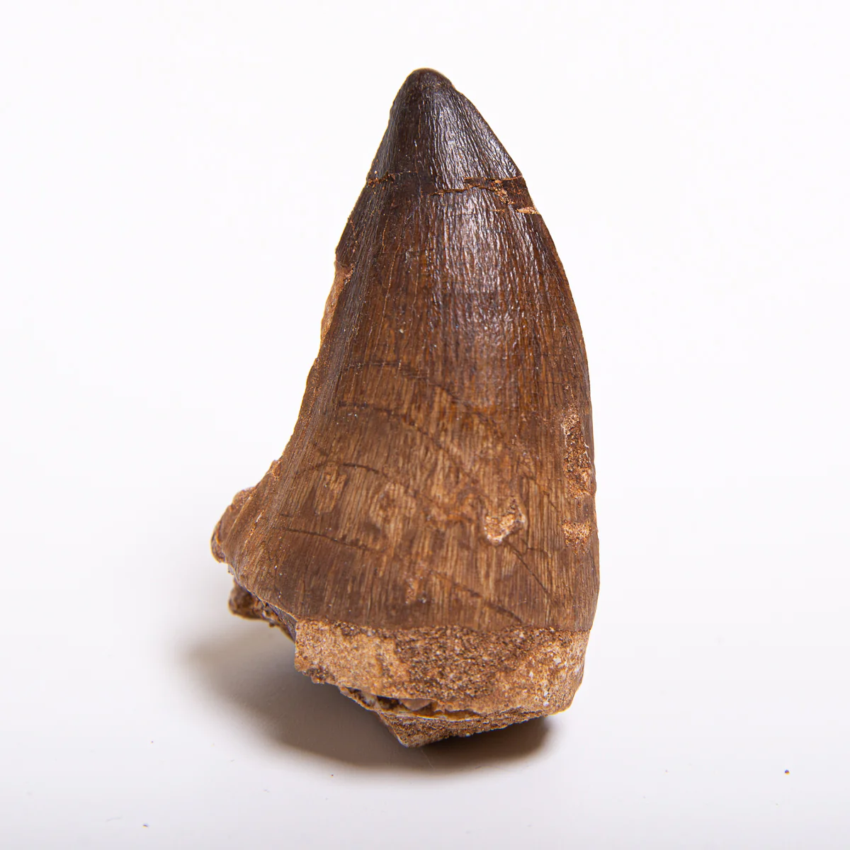 Mosasaur Teeth - Classic Boxed Specimens - Image 4