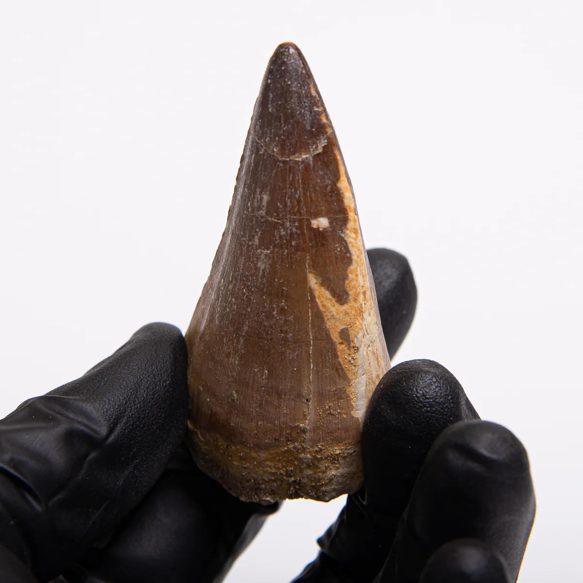 Mosasaur Teeth - Classic Boxed Specimens - Image 5