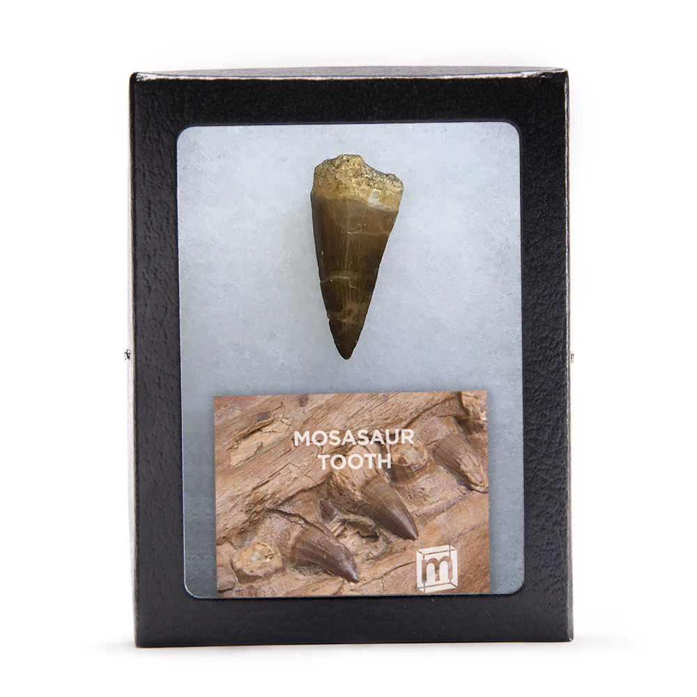 Mosasaur Teeth - Classic Boxed Specimens - Image 6