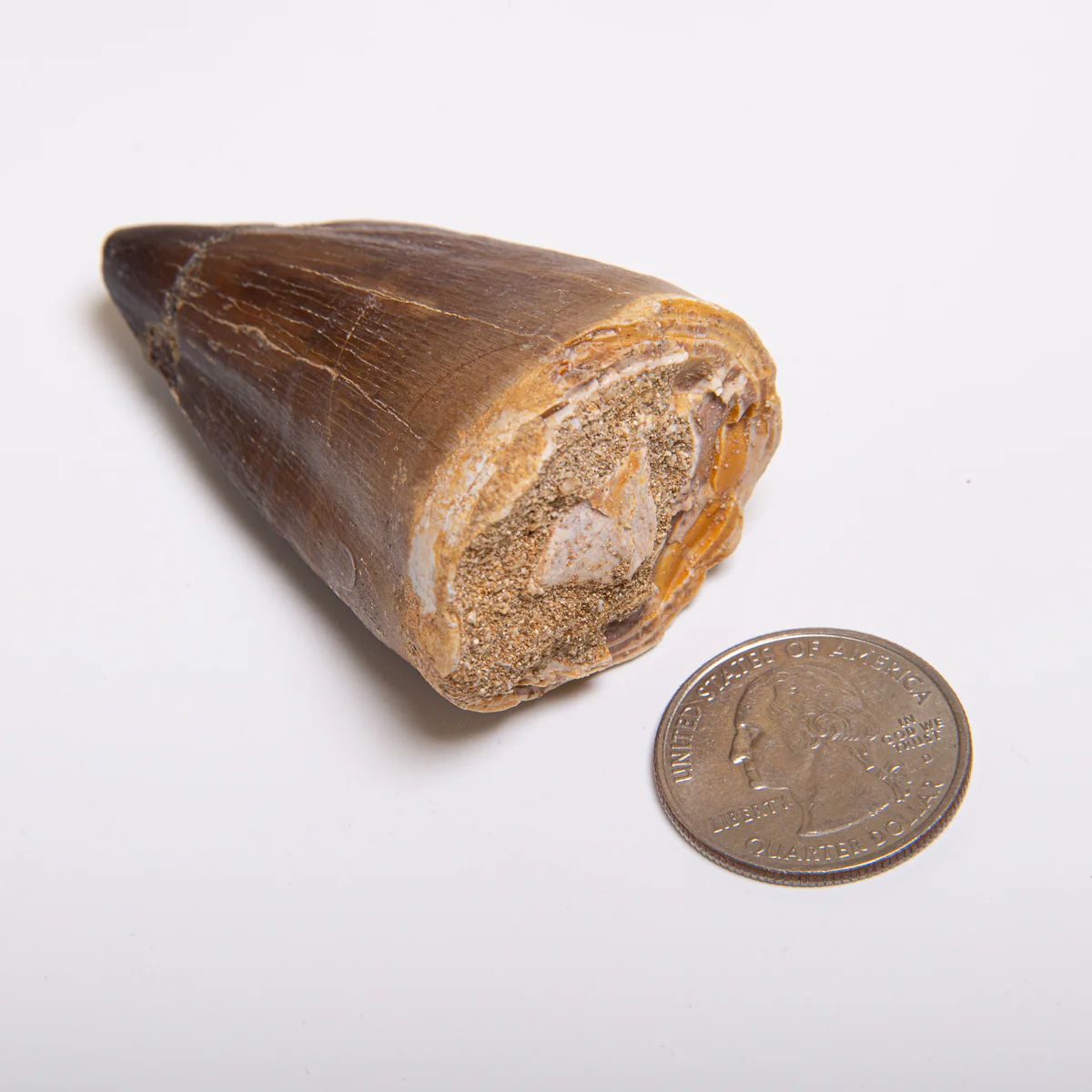 Mosasaur Teeth - Classic Boxed Specimens - Image 7