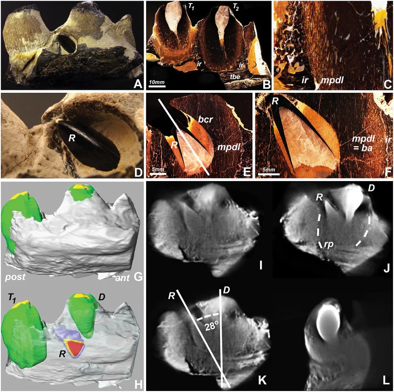 Mosasaur Teeth - Classic Boxed Specimens - Image 8