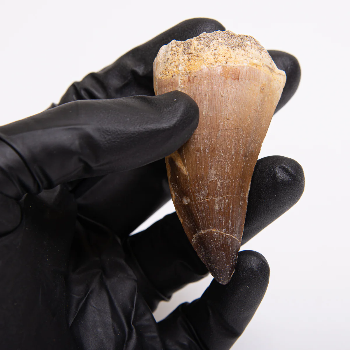 Mosasaur Teeth - Classic Boxed Specimens - Image 9