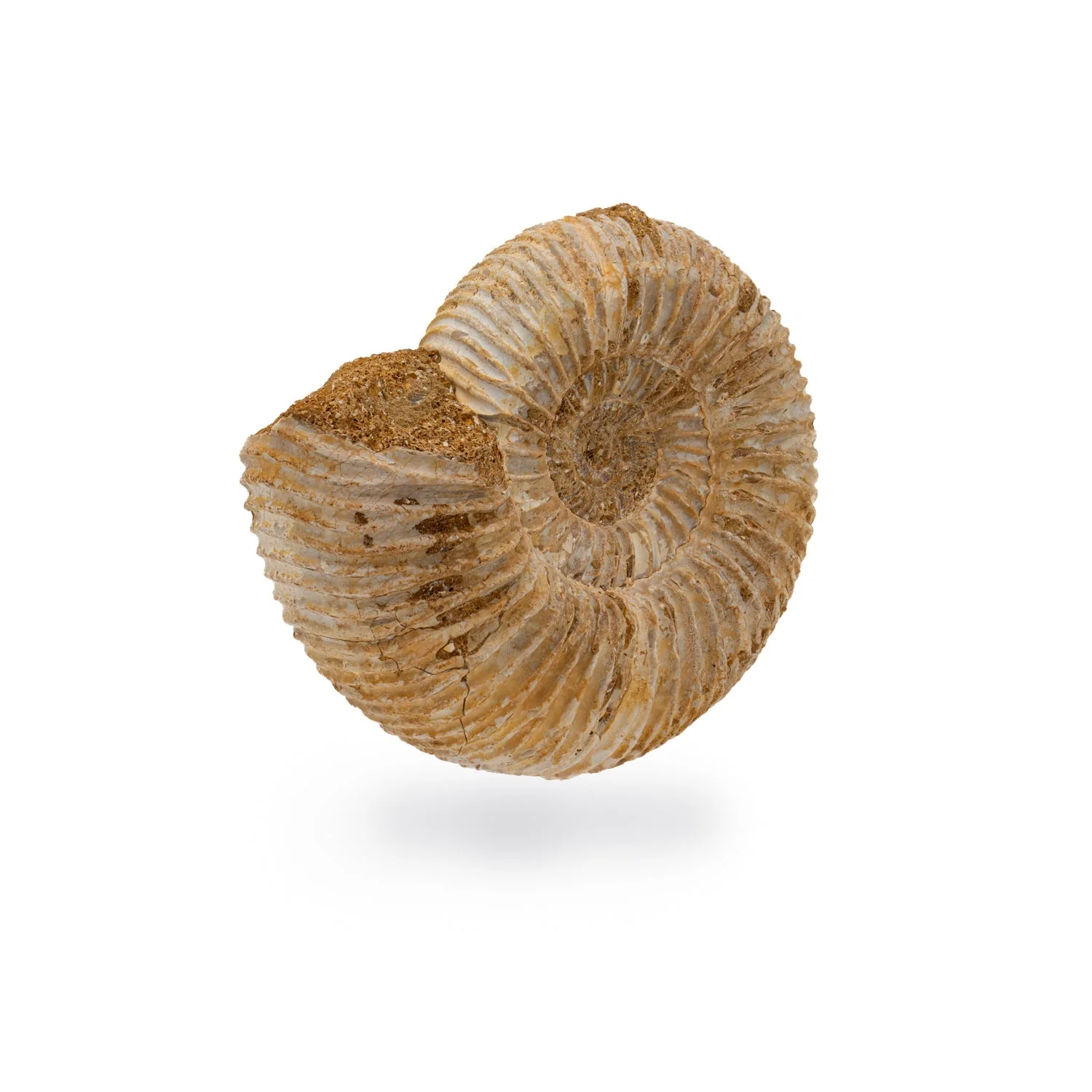 Natural Ammonite - Perisphinctes - Image 3