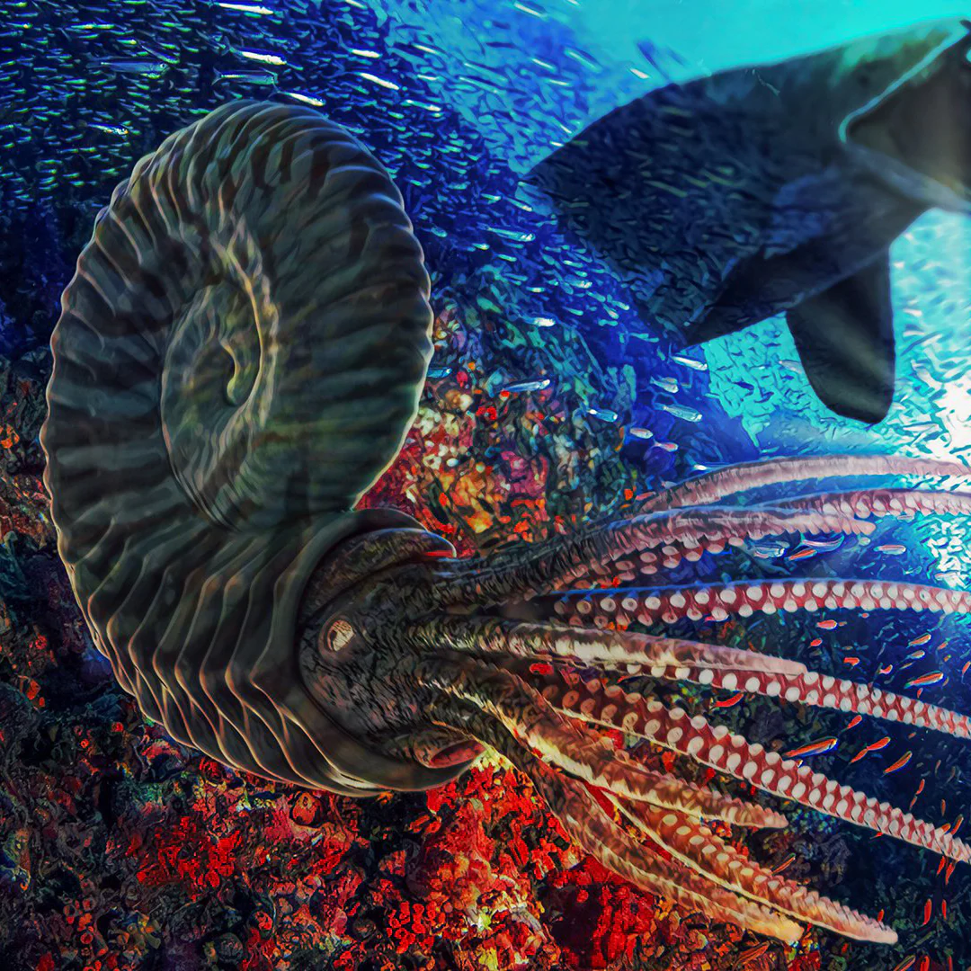 Natural Ammonite - Perisphinctes - Image 4